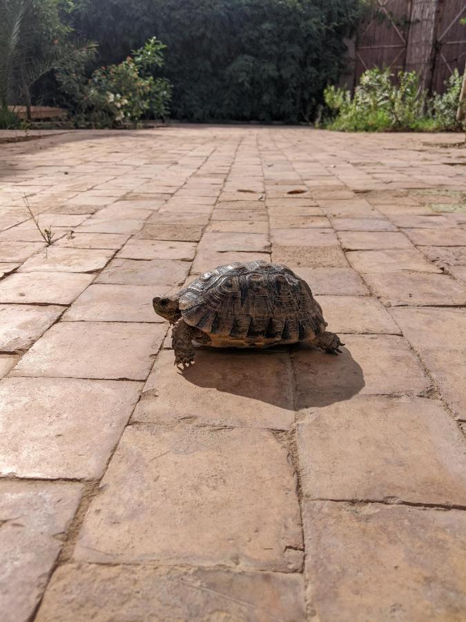 Dar Saafia Villa Marakeş Dış mekan fotoğraf