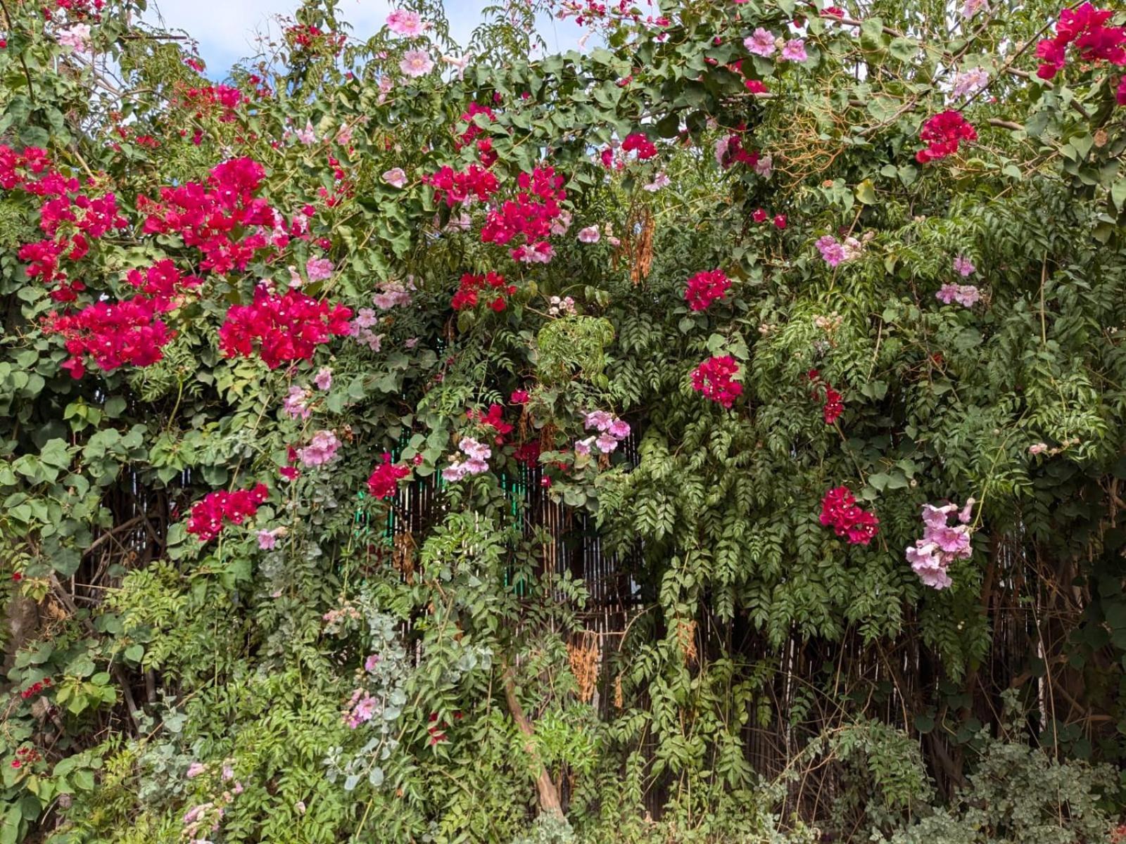 Dar Saafia Villa Marakeş Dış mekan fotoğraf
