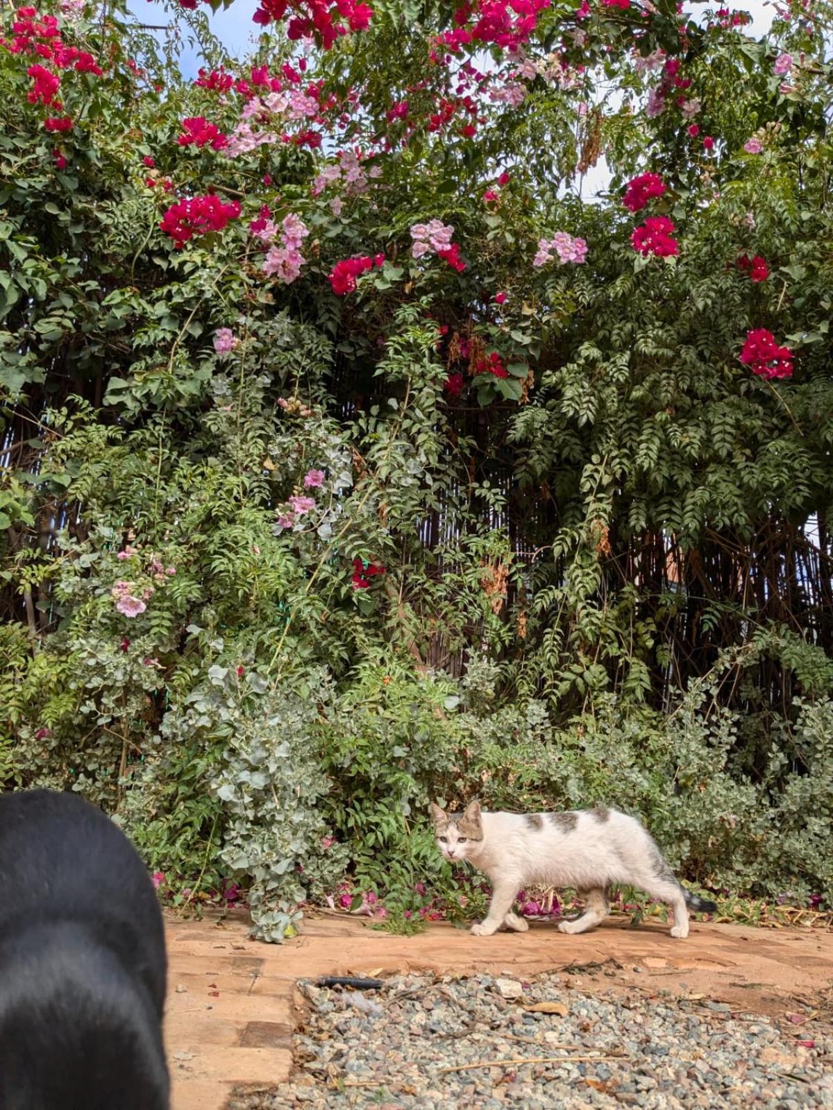 Dar Saafia Villa Marakeş Dış mekan fotoğraf